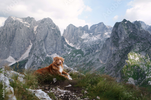dog traveler in the mountains. Nova Scotia duck tolling retriever on top. Hiking with a pet 