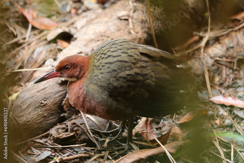 White-throated rail, Dryolimnas cuvieri, peering through the vegetation photo