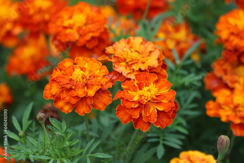 Tagetes. Orange and yellow marigolds flower on a green background. © Katarzyna