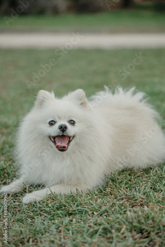 perro, pomerania, mascota, animal, blanco, cachorro, retrato, canino, miniatura, blando, purasangre, cachorrito, adorable, pelaje