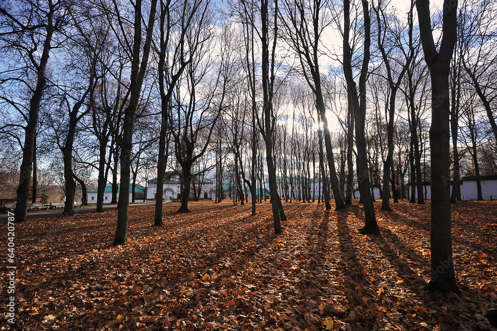 Fototapeta premium Fallen leaves in Kolomenskoye Autumn Park