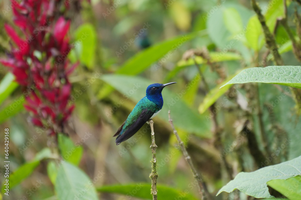 Side profile of White-necked jacobin hummingbird or colibri sitting on a twig of a green tree.  Location: MIndo Lindo, Ecuador