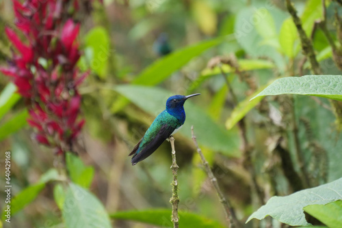 Side profile of White-necked jacobin hummingbird or colibri sitting on a twig of a green tree. Location: MIndo Lindo, Ecuador