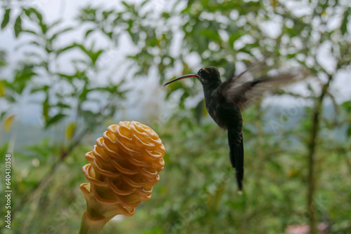 White-whiskered hermit hummingbird  or colibri in flight, blurred in motion, hovering above a yellow maraca shampoo ginger flower.   photo