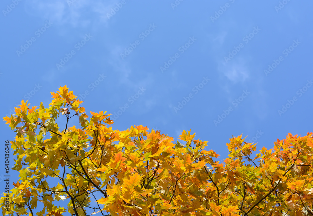Fototapeta premium Background with yellow-orange holly oak leaves and blue sky