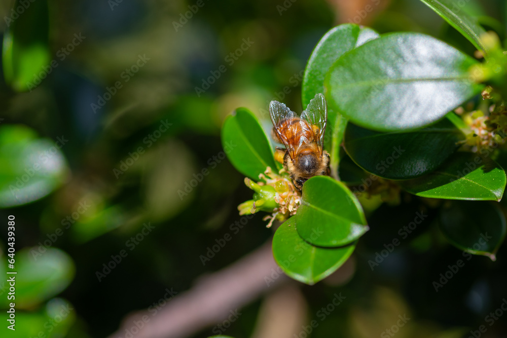 Honey bee with yellow pollen basket collecting pollen Honey bee with yellow pollen basket collecting pollen