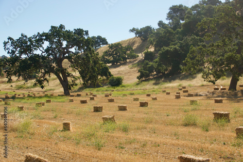 rolling hills scattered with live oak trees and hay bales photo