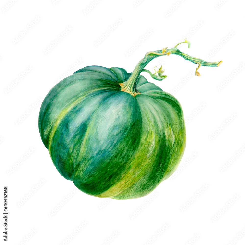 green pumpkin isolated on white,
pumpkin in green color, hand drawn in watercolor, isolated on white background, suitable for the theme of the harvest, autumn, Halloween green pumpkin isolated on white,
pumpkin in green color, hand drawn in watercolor, isolated on white background, suitable for the theme of the harvest, autumn, Halloween