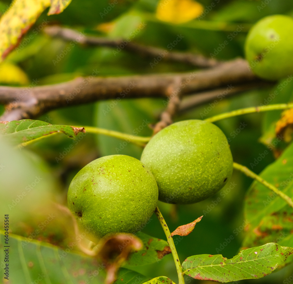 Growing walnuts in the garden. Ripening walnuts in autumn. Harvesting walnuts. Growing walnuts in the garden. Ripening walnuts in autumn. Harvesting walnuts.