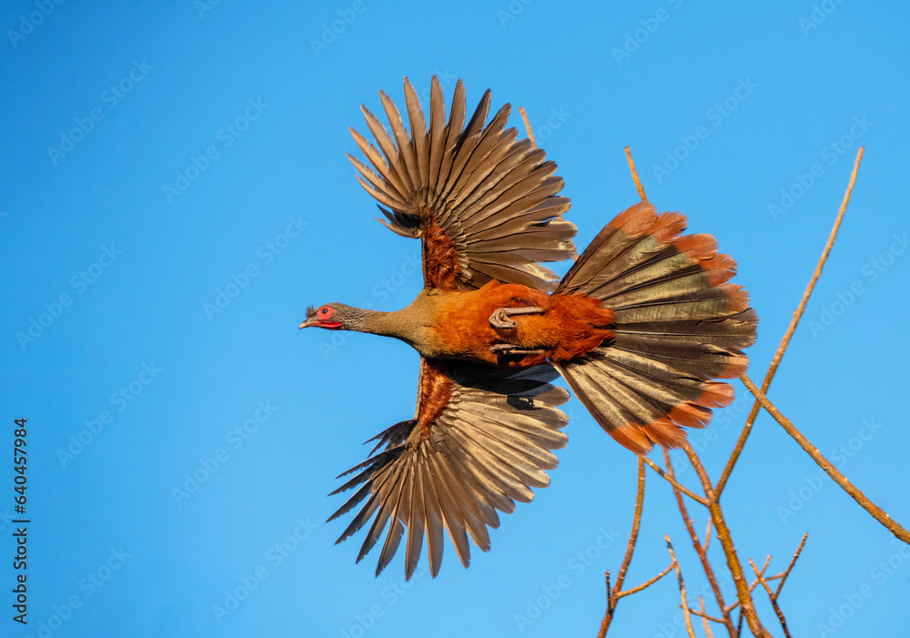 Fototapeta premium Rufous-bellied Chachalaca enjoys flying and foraging in the jungle resort area of Puerta Vallarta, mMexico.