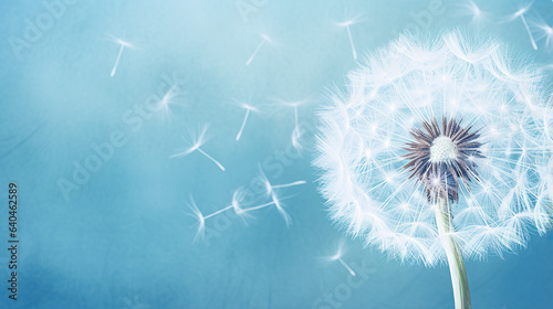 close up of dandelion on the blue background 