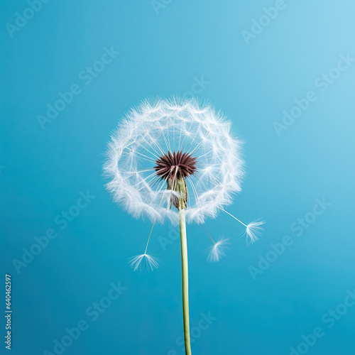 close up of dandelion on the blue background 