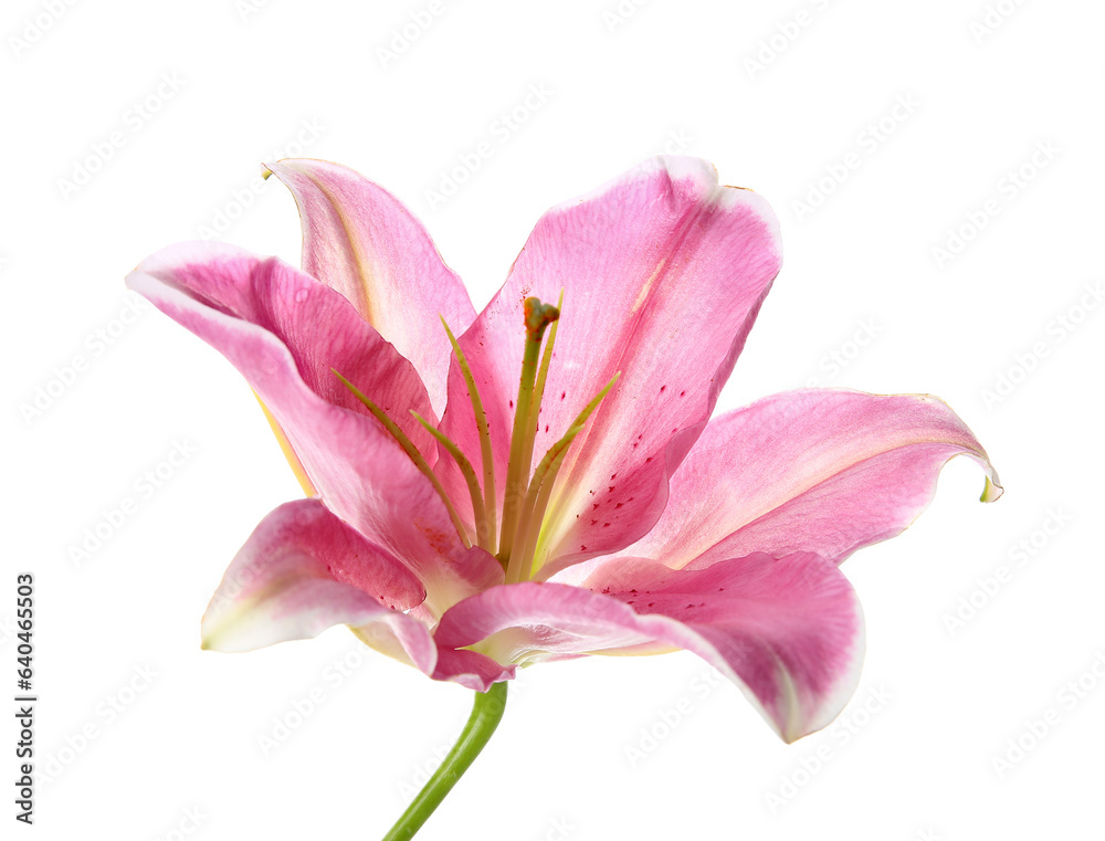 Fototapeta premium Beautiful lily flower on white background