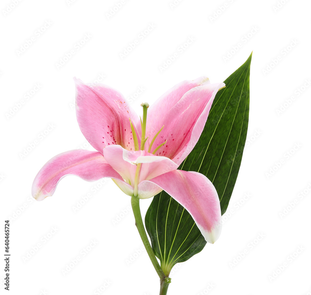 Beautiful pink lily flower on white background