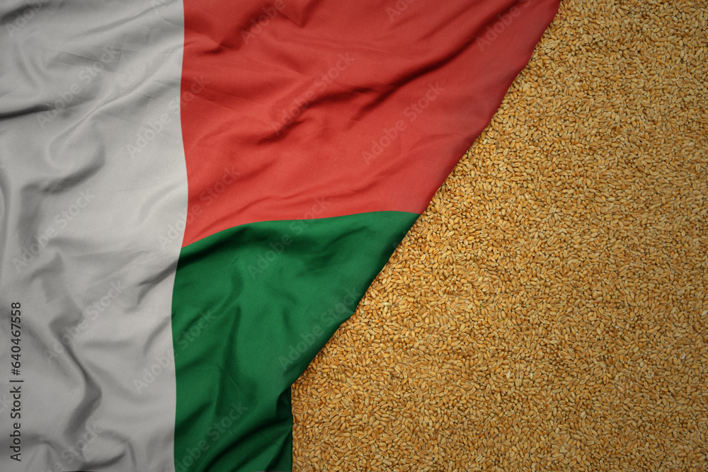 wheat grain on the waving colorful big national flag of madagascar . - obrazy, fototapety, plakaty 