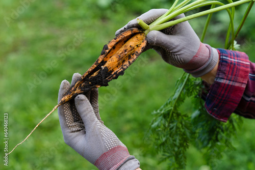 cracked carrots in the garden close-up in the hands of a farmer, crop problems
