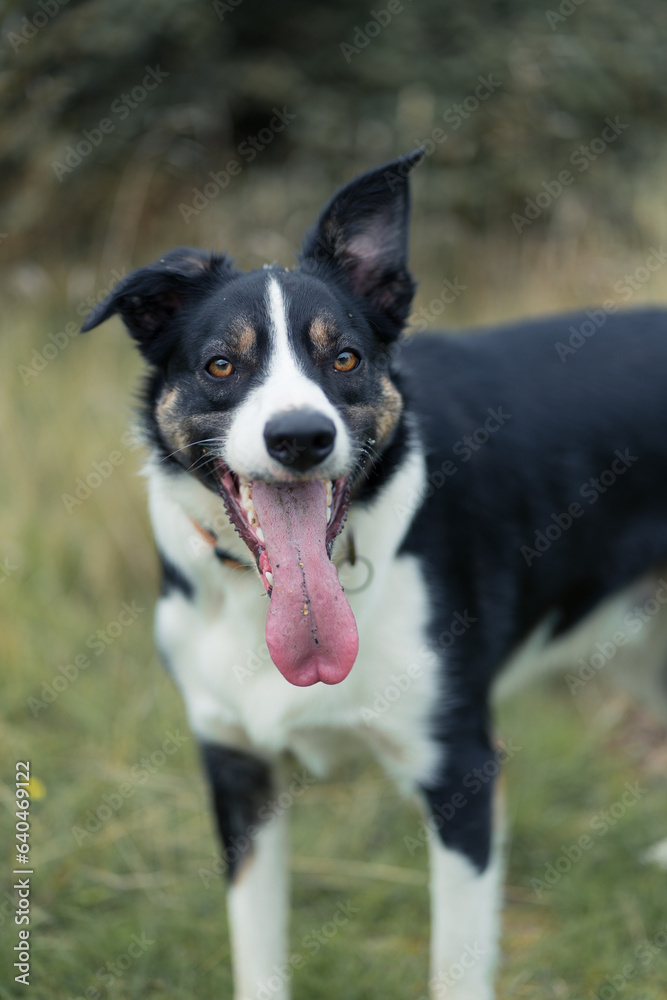 Border Collie Border Collie