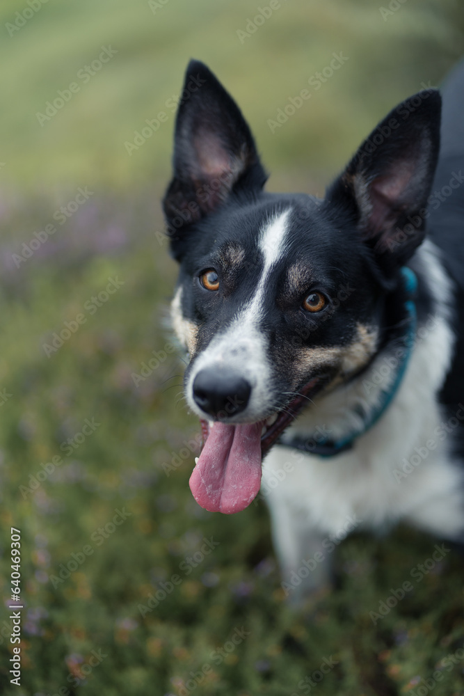 Border Collie Border Collie