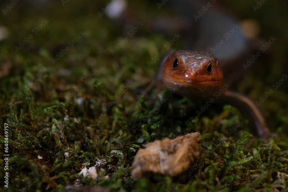 Naklejka premium Adult male broad-head skink portrait.
