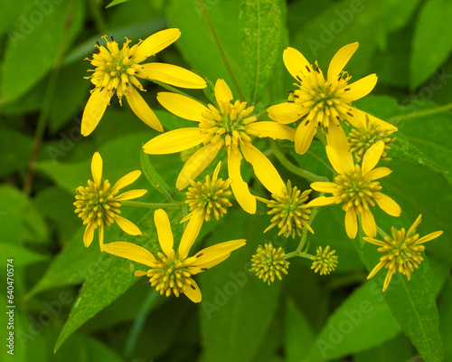 Verbesina alternifolia (Wingstem) Native North American Wildflower