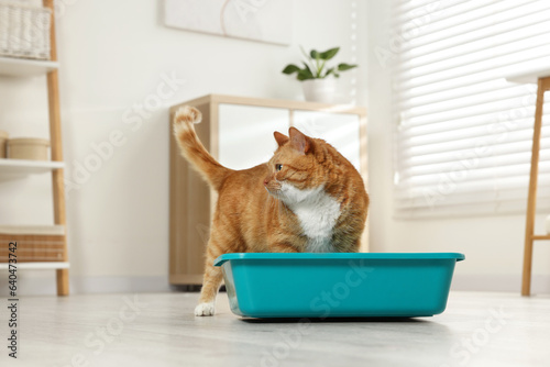 Cute ginger cat in litter box at home photo
