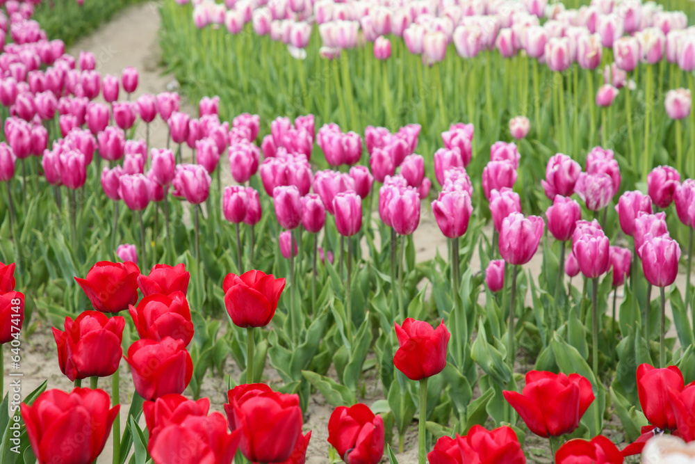 Beautiful colorful tulip flowers growing in field