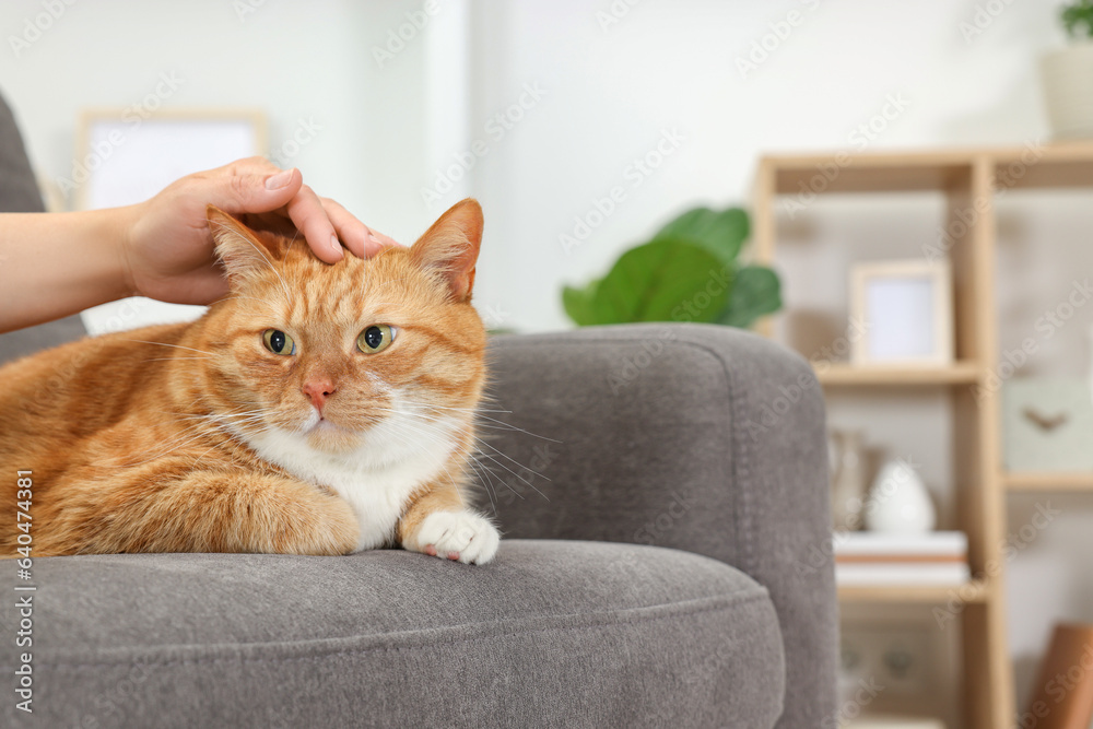 Woman petting cute ginger cat on armchair at home, closeup. Space for text Woman petting cute ginger cat on armchair at home, closeup. Space for text