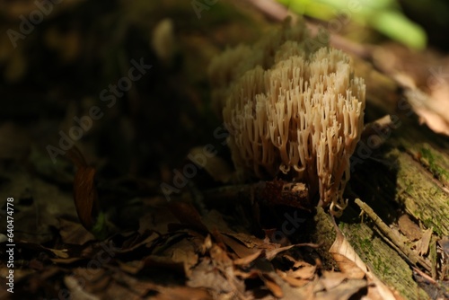 Mushrooms growing on tree trunk in forest. Space for text
