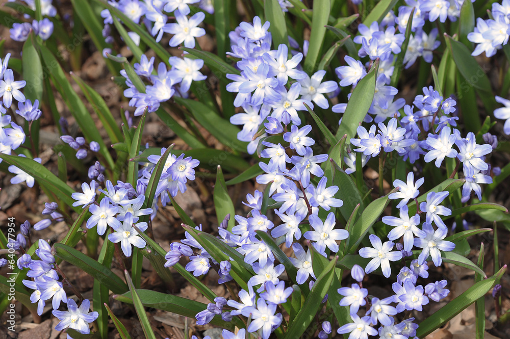 blue spring primroses in Zaryadye park - chionodox blue spring primroses in Zaryadye park - chionodox