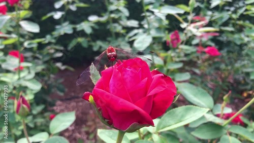 Dragonfly resting on a rose