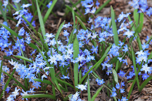 blue spring primroses in Zaryadye park - chionodox photo