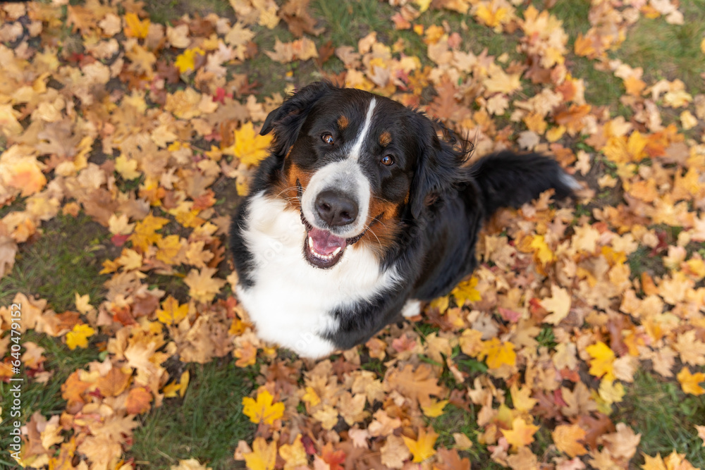 A happy Bernese Mountain Dog sitting in yellow and orange fall eaves A happy Bernese Mountain Dog sitting in yellow and orange fall eaves