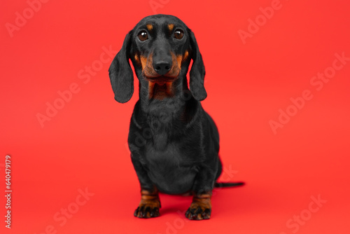 Excited dachshund with big eyes posing against red studio wall. Focused domestic dog with excited expression modelling for magazine in studio