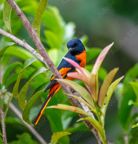 Orange minivet photo