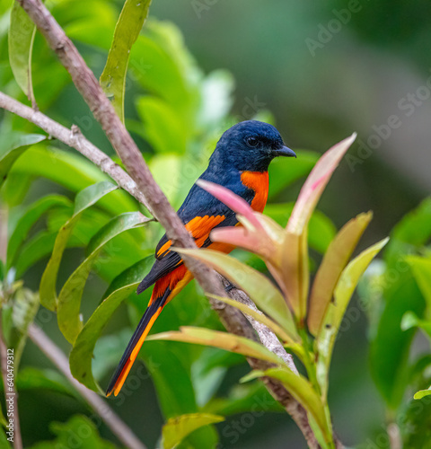 Orange minivet photo