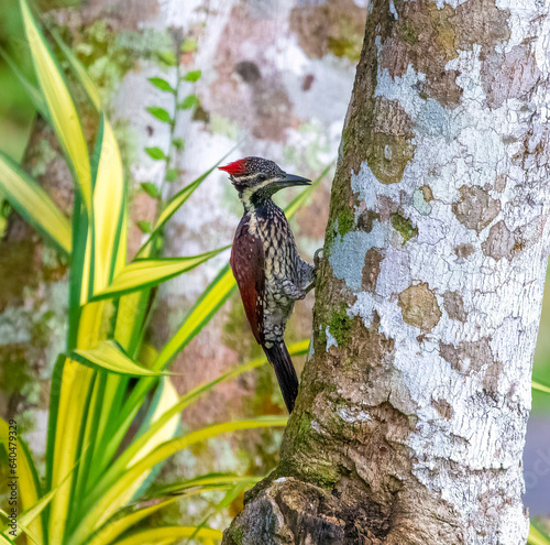 Flame-back woodpecker photo