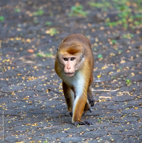 Macaque photo