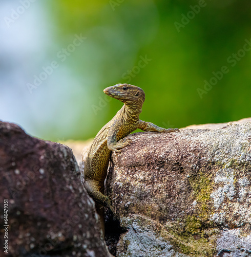 Water monitor photo
