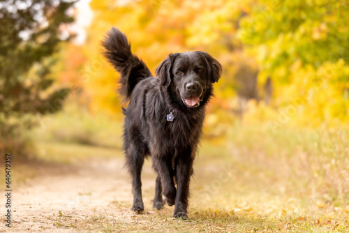 A happy dog walking in a fall park