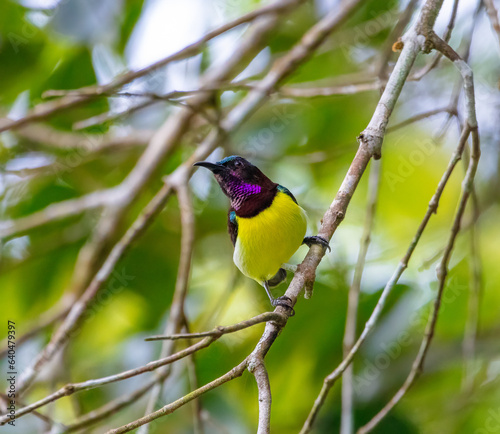 Purple-rumped sunbird photo