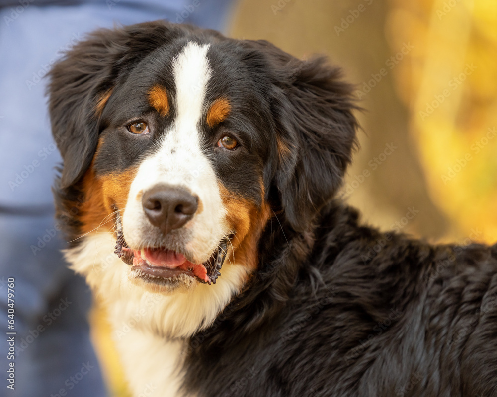 Close up of a young Bernese Mountain Dog