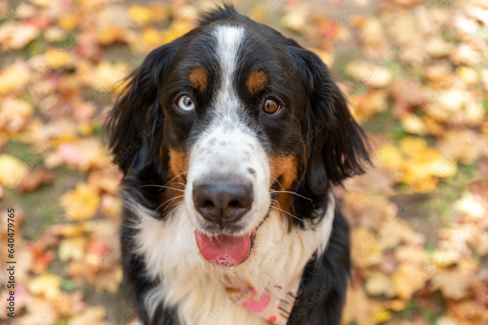 A sweet and silly Bernese Mountain Dog in fall
