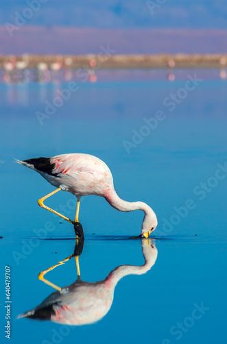 A flamingo in the Chaxa lagoon in the Atacama desert in Chile