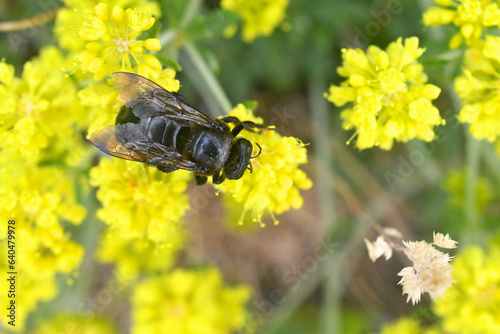 Carpenter bee on yellow peppergrass, Hells Kitchen Overlook,  Highway 4, Calaveras County, California  photo