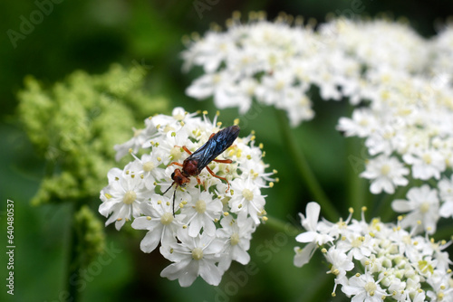 Stone fly on Yampah umbel, High Sierra Nevada, Hells Kitchen Overlook, Highway 4, Calaveras County, California  photo