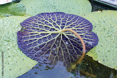 A lotus leaf called 