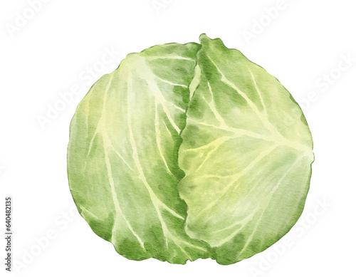 cabbage watercolor illustration isolated element