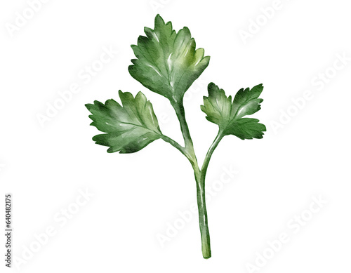 coriander watercolor illustration isolated element