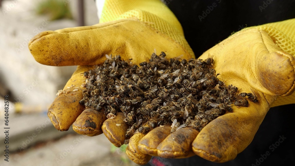 Colony Collapse Disorder. Beekeeper holding a dead bees. Pesticides
