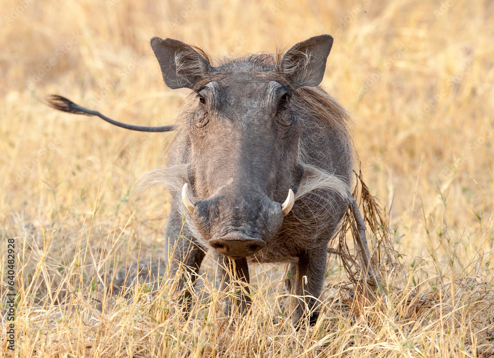 Warthog in Botswana's Okavango delta , Africa. Warthog in Botswana's Okavango delta , Africa.